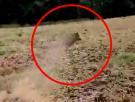 Un agricultor imita el ruido de un jabalí y un animal camuflado en su cultivo da un susto de muerte