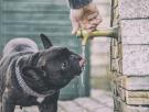 Aviso urgente de los veterinarios a los que dejan beber a su perro esta agua, foco de enfermedades