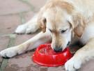 Precaución extrema a los que dan agua a su perro sin control: las consecuencias pueden ser fatales