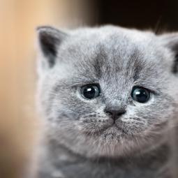 Una de las eminencias españolas en felinos se atreve a dar la voz de alarma: "Los gatos están enfermando en masa y nadie lo dice"