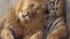 La sorprendente imagen de un león con un tigre: "Rara vez interactúan"