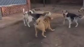 El perro al que todos respetan sin ni siquiera ladrar ni hacer un gesto