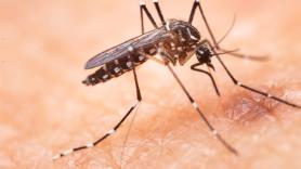 Expertos en insectos advierten del número de piso en el que aún puede picarte un mosquito: malas noticias para España