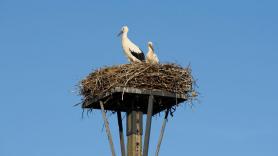 Un vecino de Burgos nota que su casa se va derrumbando, sale a mirar y descubre el titánico nido de estas aves
