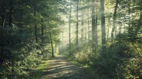 Una mujer descubre en el bosque una montaña de pan abandonado: vienen las autoridades y descubren la amenaza oculta