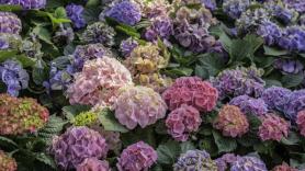 Adiós a las hortensias: los jardineros piden dejar de plantar esta flor de las abuelas al considerarla una batalla perdida