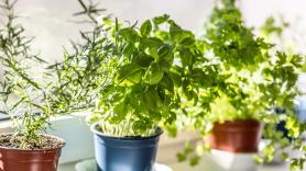 Ni sal ni ceniza: expertos piden esparcir esto en el jardín para acabar con el gran enemigo de tus plantas