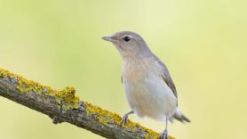Hallan la hormona que impulsa a las aves migratorias a continuar su viaje