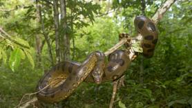 Un ecologista acepta dejarse comer por la serpiente más grande del mundo y paran el reto en directo: "Mi cara, necesito ayuda"