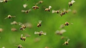 Los mossos paran a un conductor por no llevar el cinturón de seguridad, le hacen el control de alcoholemia y el apicultor decide soltar a sus abejas para que ataquen