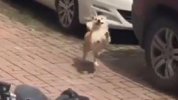 Este perro tiene la reacción más tierna al ver a su dueño después de mucho tiempo