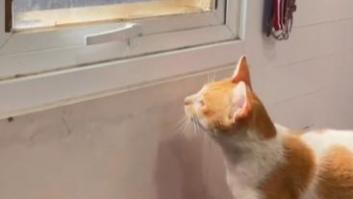 Captan a un gato escapando de casa con una técnica digna de película
