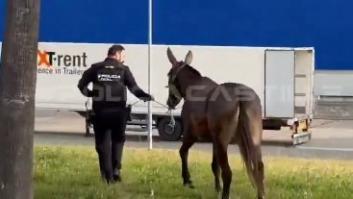Un burro escapa de la Feria de Sevilla y pone en peligro el tráfico rodado