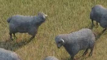 Dejan a miles de ovejas en una isla sin pasto y el resultado es totalmente inesperado