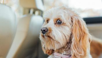 Detenido en Jerez un desalmado que pateó hasta la muerte al perro de una niña tras tropezar con él