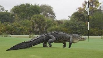 Un cocodrilo gigante se cuela en un campo de golf de Florida (EEUU)