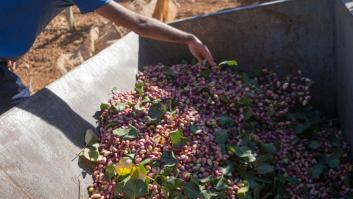 Fiebre en España por el pistacho: "Hemos vendido hasta el último árbol de vivero"