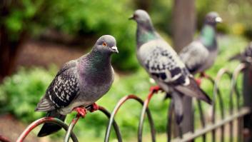 Ni repelente ni pinchos: un sólo color en el jardín es capaz de acabar con las palomas