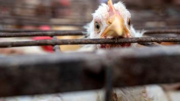 El agricultor más ruidoso de España declara la guerra por los gallineros de autoconsumo: "Vais de listos y no tenéis ni idea"