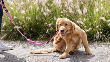 Adiós a los perros domésticos: un estudio desconcierta al apuntar a las mascotas como un gran problema para la naturaleza