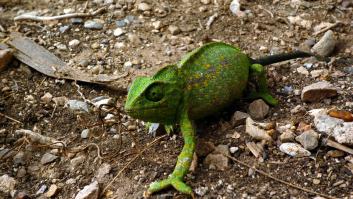El rincón de Andalucía donde es sencillo encontrarse con un camaleón