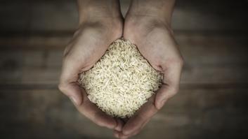 Descubierta la nueva variedad del súper arroz: rinde el doble y es un 70% más ecológico