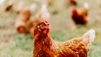 Primera zona de la península que prohíbe la cría de gallinas al aire libre por el brote de gripe aviar