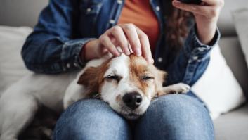 La infalible caricia a un perro que activa las alarmas por una posible enfermedad de espalda