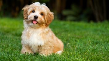 Adiós al veterinario: revelan las razas de perros más saludables con las que ahorrar en visitas al médico