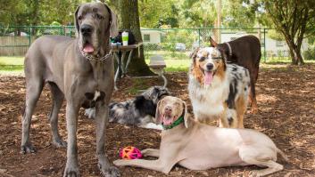 Multada una mujer que saca a pasear a su mascota y rocía gas pimienta a los perros que se le acercan
