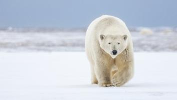 La superanomalía en los ojos de los osos polares que le permite vivir rodeados de nieve