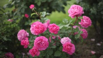 Muchos que viajan a Japón se paran en el precioso jardín donde puedes navegar entre rosas