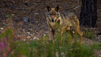 Esta es la nueva zona legal para la caza del lobo y las que todavía lo tienen prohibido