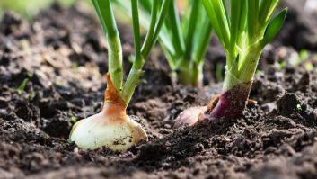 Los amantes de la naturaleza tienen una cita de la mano de la huerta valenciana