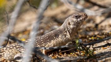 Unos animales viajan 8.000 kilómetros por mar sin ser especie de agua: "Jamás un vertebrado ha hecho un viaje transoceánico tan largo"