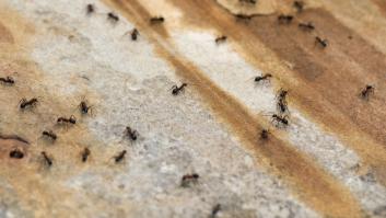 Un experimento único sorprende al demostrar que las hormigas vencen a los humanos en un reto de inteligencia colectiva
