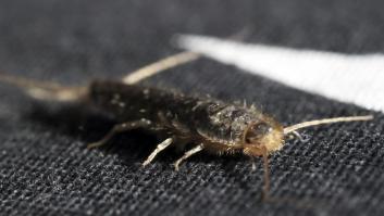 Ándate con ojo si ves estos insectos en casa: son síntoma de un gran problema