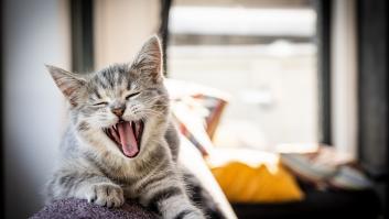 Una veterinaria desvela la forma de dar a tu gato la mayor felicidad