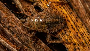 Alertan de la llegada a Europa de la plaga de insectos gigantes de picadura dolorosa y piden vigilar las playas