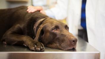 Un veterinario desvela el impactante gesto de las mascotas antes de morir: "Hasta el último momento"