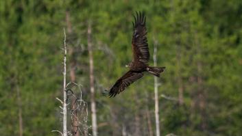 Intentan explicar el fenómeno de los pájaros pirómanos y los expertos descubren las tres especies de aves que disfrutan con el fuego