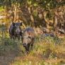 Un experto explica cómo protegerte si te encuentras con este animal salvaje invasor de áreas urbanas en España