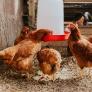 Piden poner esto en el agua de tus gallinas para evitar una tragedia este verano en tu gallinero de autoconsumo