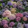 Adiós a las hortensias: los jardineros piden dejar de plantar esta flor de las abuelas al considerarla una batalla perdida