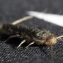 Ándate con ojo si ves estos insectos en casa: son síntoma de un gran problema que ya está en tu hogar