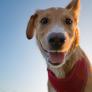 Un nuevo estudio desvela una habilidad especial de los perros: nos entienden más de lo que creemos