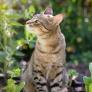 Hay dos soluciones naturales para que tu gato deje de usar tu huerto como arenero